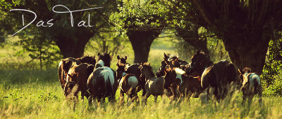 Das Tal