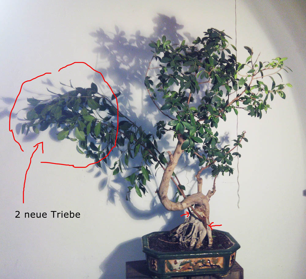 buxus bonsai tree Buxus Harlandii Bonsai – 27 Years Old main image 1