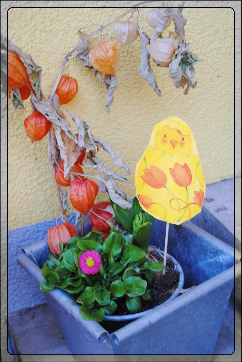 DSC_0662.jpg aus dem Album Blumengarten von MamaMia - directupload.net